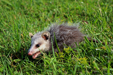 Opossum or Zarigüeya