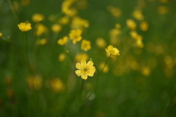 fiori di campo giallo 