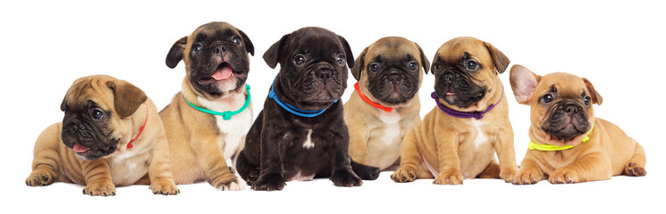 litter of puppies, French bulldog