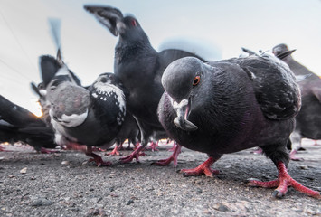 Pigeons on the street are photographed from the ground level