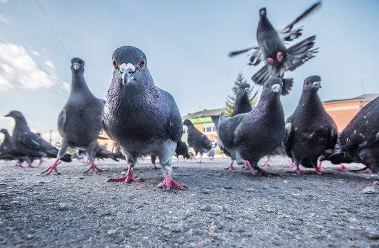Pigeon Funny Images – Browse 11,219 Stock Photos, Vectors, and Video |  Adobe Stock
