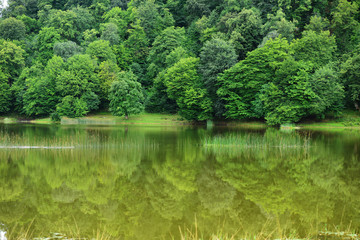 Amazing lake landscape with grasses in the water and forest, Tsover lake, Dsegh, Armenia