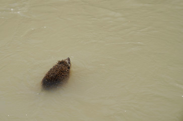 The southern white-breasted hedgehog (Erinaceus concolor) is swimming in the river