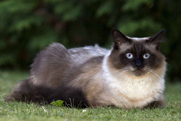 The Norwegian Forest Cat is one of the half-long haired cats
