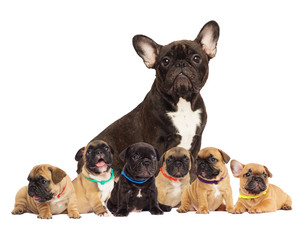 litter of puppies, French bulldog