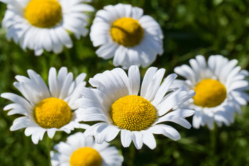 Close-up of chamomiles (white daisies) in a sunny daylight
