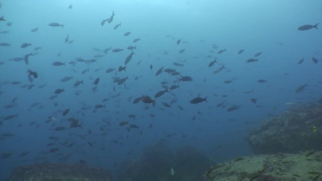 Fish school on a blue background of water in ocean on Galapagos. Amazing life of underwater tropical nature world. Scuba diving.