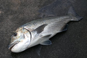 A freshly caught Musselcracker (Sparodon durbanensis) fish which was caught in Port Elizabeth, South Africa. 
