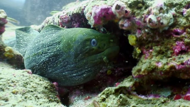 Moray eel underwater in ocean on Galapagos. Amazing life of tropical nature world. Scuba diving.