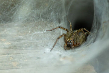 The spider crawls on a web.