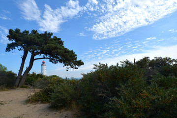 Am Dornbusch, Kiefer mit Leuchtturm, Insel Hiddensee, Rügen