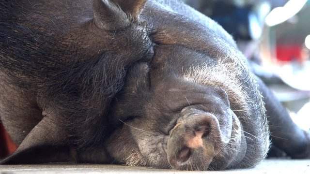 Sleeping pig, close up