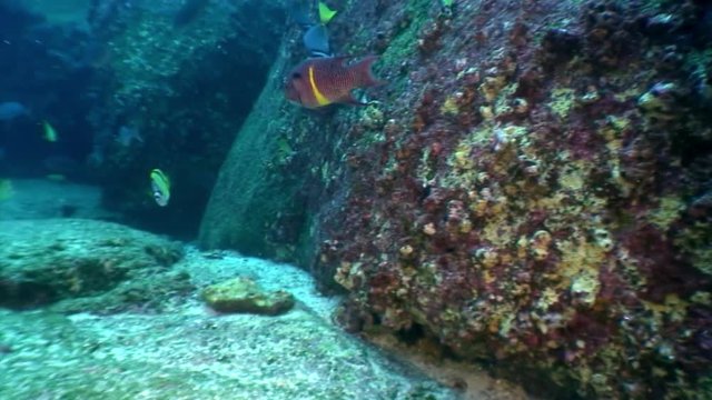 Parrot fish eats coral undwater in ocean on Galapagos. Amazing life of tropical nature world. Scuba diving.