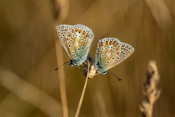 Two Common Blue butterflies (polyommatus icarus) resting on a grass stem late evening in summer