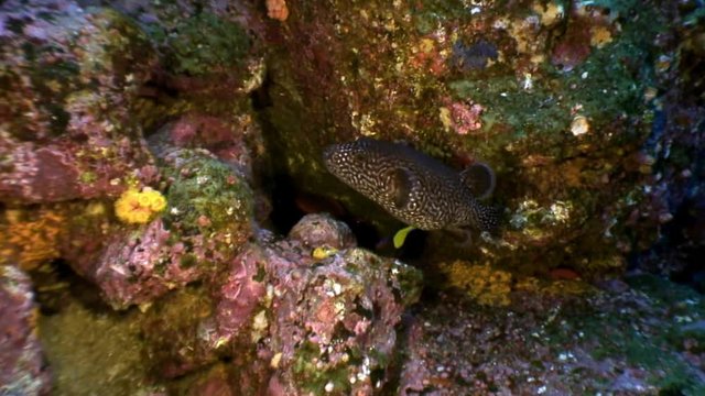 Spotted box fish underwater in ocean on Galapagos. Amazing life of tropical nature world. Scuba diving.