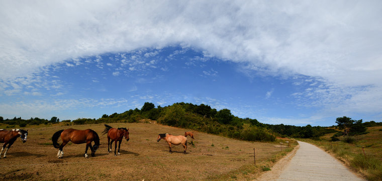 Panoramafoto - Pferde auf der Weide, Insel Hiddensee