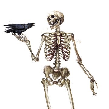 Human Skeleton. Watercolor Illustration.