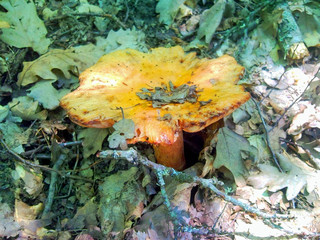 Yellow mushroom in green foliage