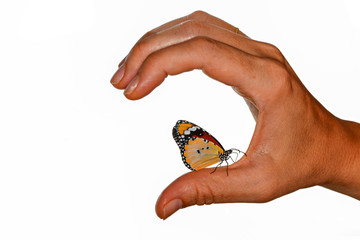 Beautiful butterfly on a woman hand isolated on a white background