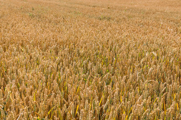 Pole dojrzewającej przenicy