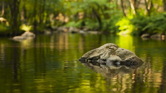 Water Stream Spring Creek in a Plane Oak Forest
