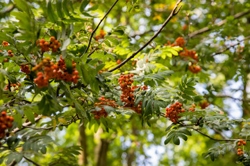 Czerwona jarzębina © andsko