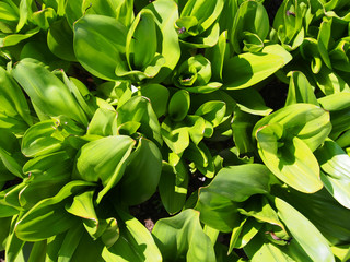 Green Plant Leaves On Ground In Sunny Garden