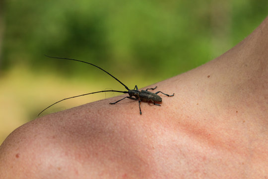 Pine sawyer beetle (Monochamus galloprovincialis) sitting on the man shoulder.
