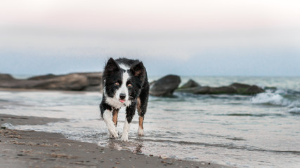 border collie dog  playing on the beach
