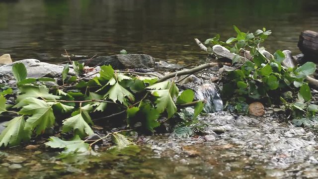 Small Set Dam on a Spring Creek in Plane and Oak Forest