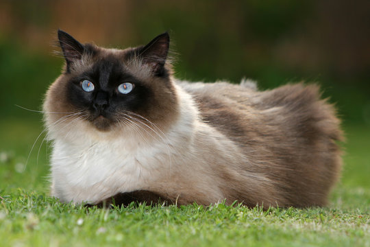 The Norwegian Forest Cat is one of the half-long haired cats
