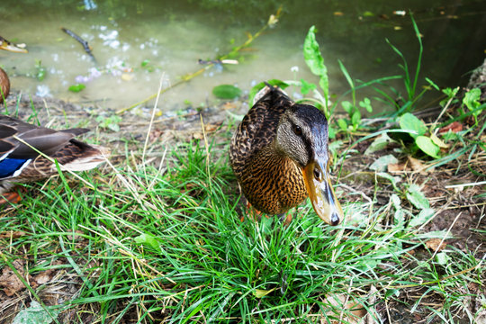 Young duck, pond