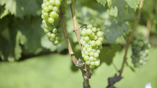Grapes are a sort of nutmeg in the ripening period. Wine-making