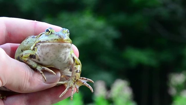 Marsh frog, Pelophylax ridibundus, frog on hand