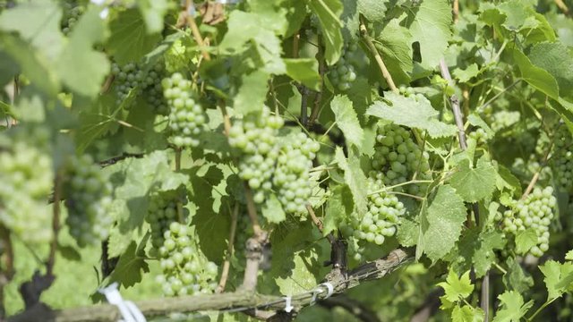 Grapes are a sort of nutmeg in the ripening period. Wine-making