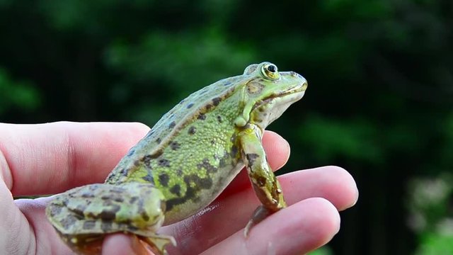 Marsh frog, Pelophylax ridibundus, frog on hand