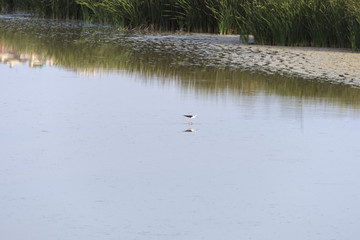 Observando aves en la laguna , una  cigüeñuela común con su reflejo
