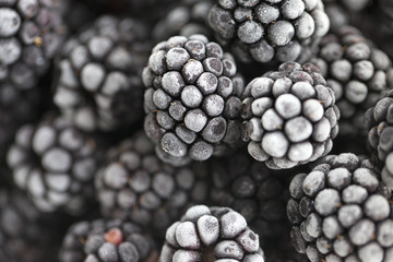  close up bramble covered with hoarfrost. Blackberry berries covered with hoarfrost.