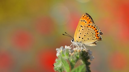 Lycaena thersamon  367