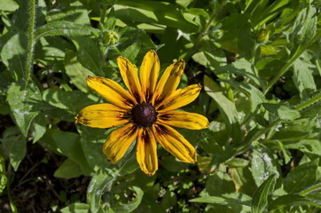 Rudbeckia or rudbekia fulgida, Goldstrum, yellow orange coneflower blooming in summertime, district Drujba, Sofia, Bulgaria  