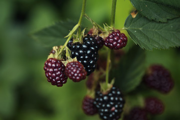 Ripe and unripe blackberries on the bush
