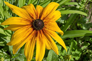 Rudbeckia or rudbekia fulgida, Goldstrum, yellow orange coneflower blooming in summertime, district Drujba, Sofia, Bulgaria  