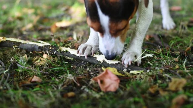 Jack Russell nibbles stick on the grass in the Park