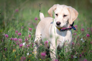 Puppy in the flowery meadow
