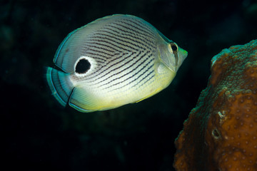 Fototapeta na wymiar Foureye Butterflyfish (chaetodon capistratus), Windosck divesite, Bonaire, Netherlands Antilles