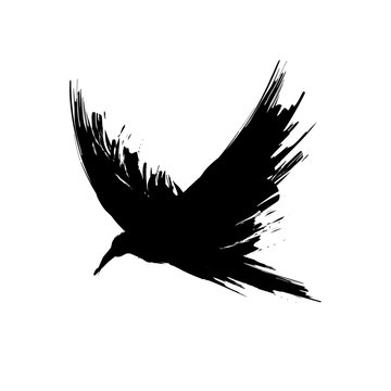 Black brush raven