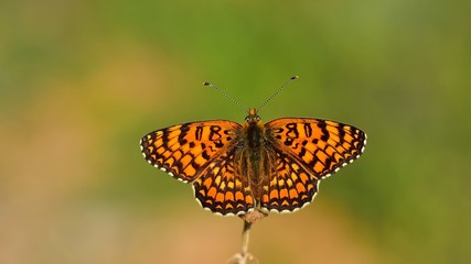 Melitaea punica  363