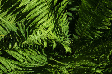 Fern in a sunny daylight