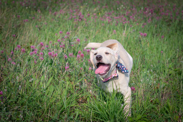 Puppy is running through grass and flower