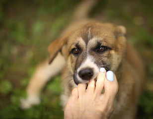 german shepherd puppy dog bite human bare foot close up photo